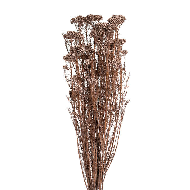 Preserved Dried Rice Flower Bunch 70g Soft Brown