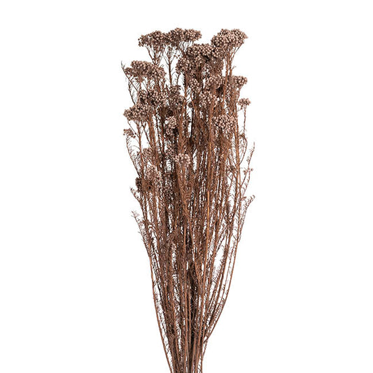 Preserved Dried Rice Flower Bunch 70g Soft Brown