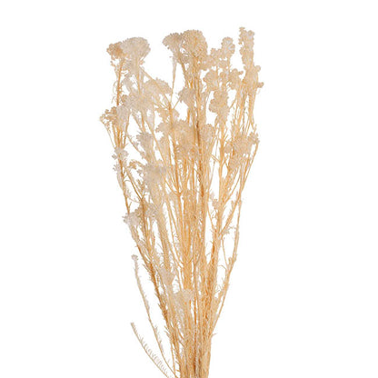 Preserved Dried Rice Flower Bunch 70g Cream