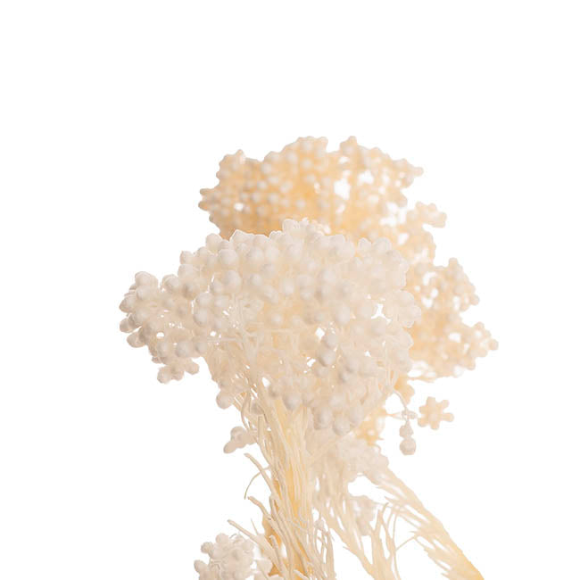 Preserved Dried Rice Flower Bunch 70g Cream