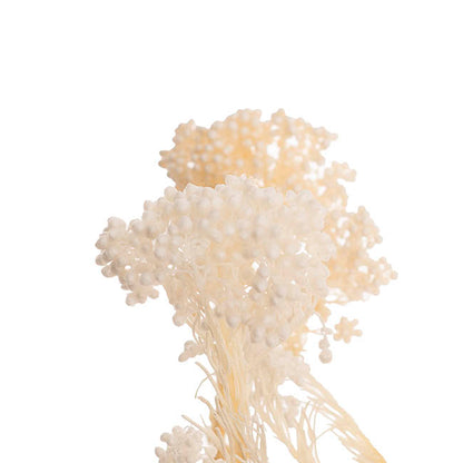 Preserved Dried Rice Flower Bunch 70g Cream
