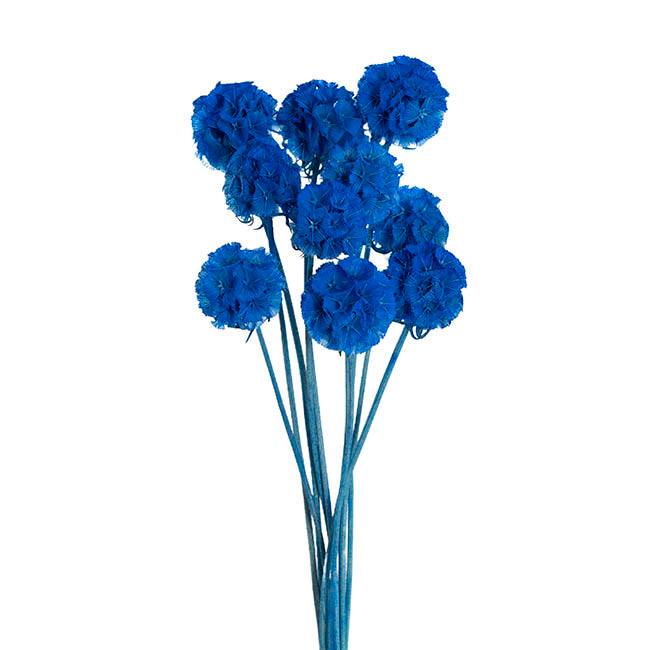 Preserved Dried Scabiosa x 10 Head Bunch Blue