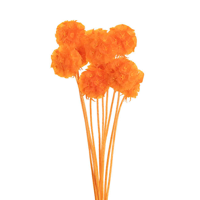 Preserved Dried Scabiosa x 10 Head Bunch Peach