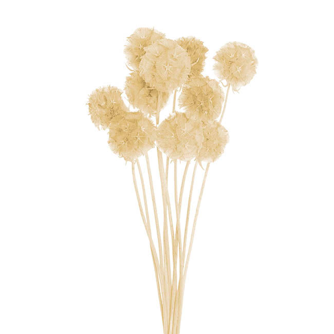 Preserved Dried Scabiosa x 10 Head Bunch Creamy White