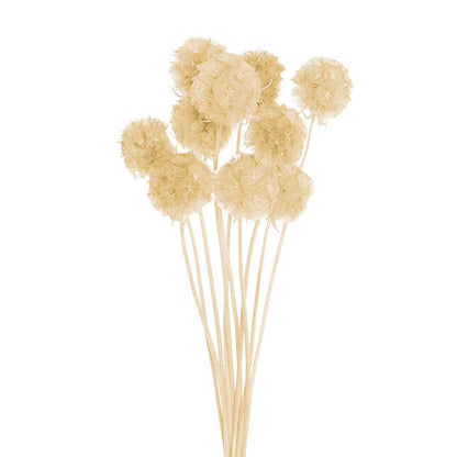 Preserved Dried Scabiosa x 10 Head Bunch Creamy White