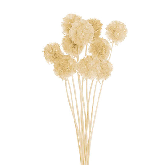 Preserved Dried Scabiosa x 10 Head Bunch Creamy White