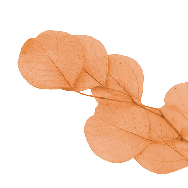 Preserved Dried Apple Leaf Honesty Bunch Peach