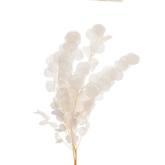 Preserved Dried Apple Leaf Honesty Bunch White