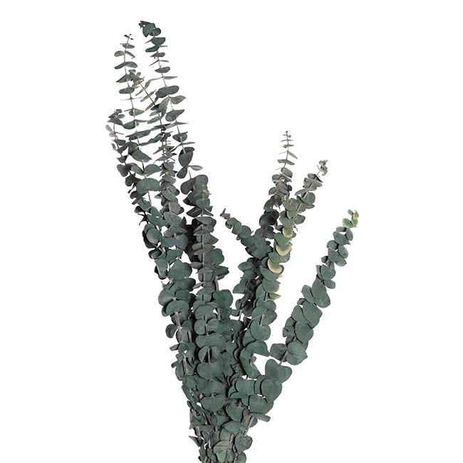 Preserved Dried Eucalyptus Bunch Green (65cmH)