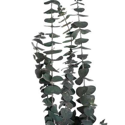 Preserved Dried Eucalyptus Bunch Green (65cmH)