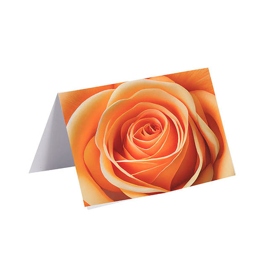 Gallery Gift Card & Envelope Apricot Rose Pk25 (10x6.5cmH)