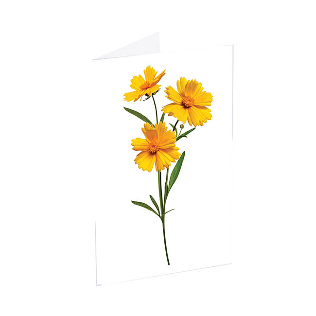 Classic Gift Card & Envelope Yellow Bloom Pk25 (6.5x10cmH)