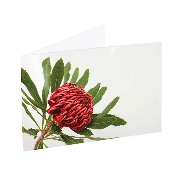 Artisan Gift Card & Envelope Waratah Red Pk25 (10x6.5cmH)
