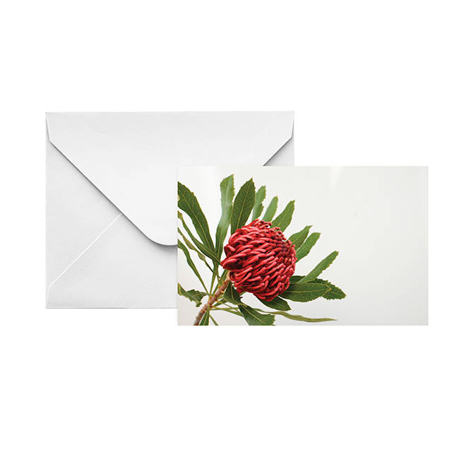 Artisan Gift Card & Envelope Waratah Red Pk25 (10x6.5cmH)