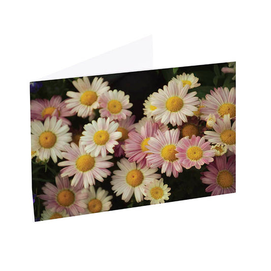 Artisan Gift Card & Envelope Daisy Field Pk25 (10x6.5cmH)