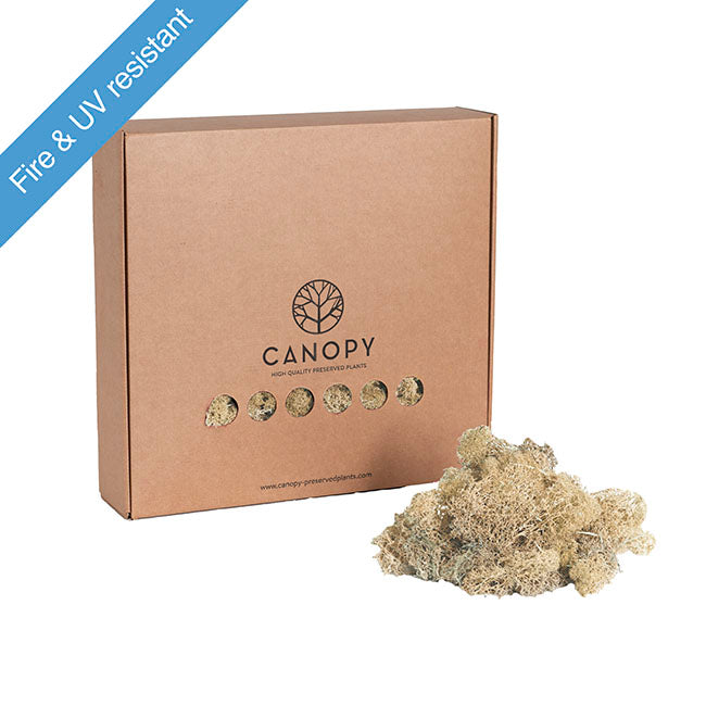 Premium Preserved Reindeer Moss Bulk 1kg Box Cream