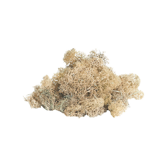 Premium Preserved Reindeer Moss Bulk 1kg Box Cream