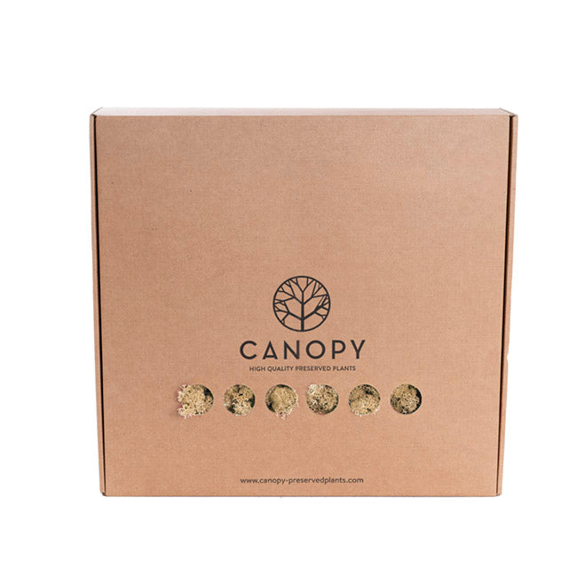 Premium Preserved Reindeer Moss Bulk 1kg Box Cream