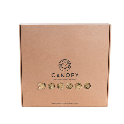 Premium Preserved Reindeer Moss Bulk 1kg Box Cream