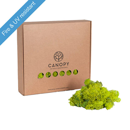 Premium Preserved Reindeer Moss Bulk 1kg Box Lime Green