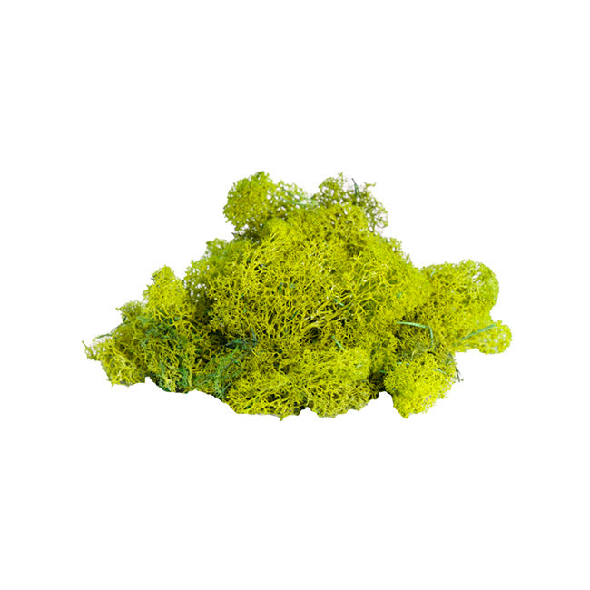 Premium Preserved Reindeer Moss Bulk 1kg Box Lime Green