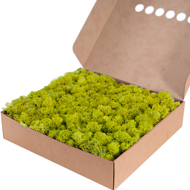 Premium Preserved Reindeer Moss Bulk 1kg Box Lime Green