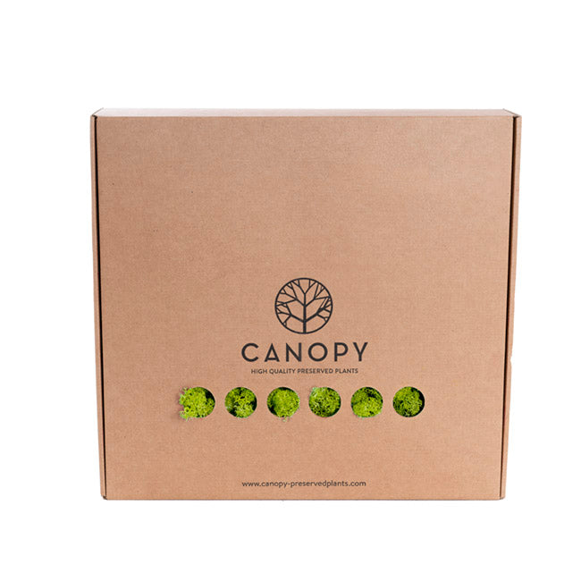 Premium Preserved Reindeer Moss Bulk 1kg Box Lime Green