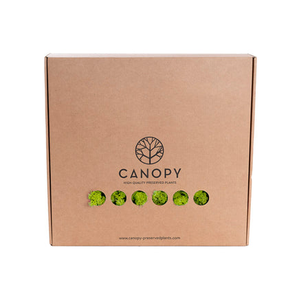 Premium Preserved Reindeer Moss Bulk 1kg Box Lime Green