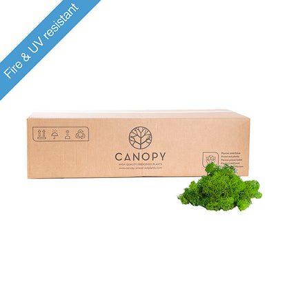 Premium Preserved Reindeer Moss Bulk 5kg Box Light Green