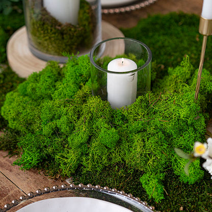 Premium Preserved Reindeer Moss Bulk 5kg Box Light Green