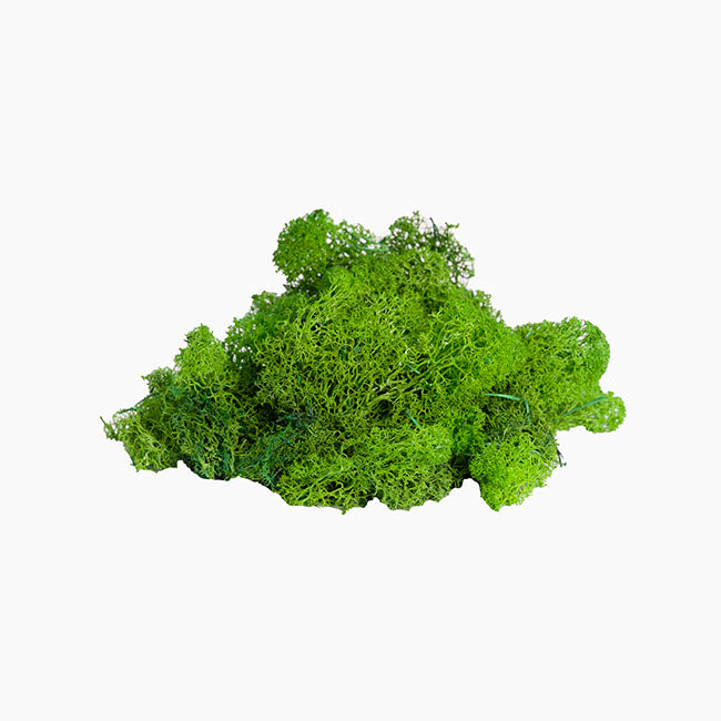 Premium Preserved Reindeer Moss Bulk 5kg Box Light Green