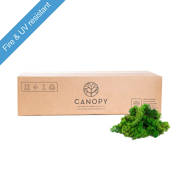 Premium Preserved Reindeer Moss Bulk 5kg Box Nature Green
