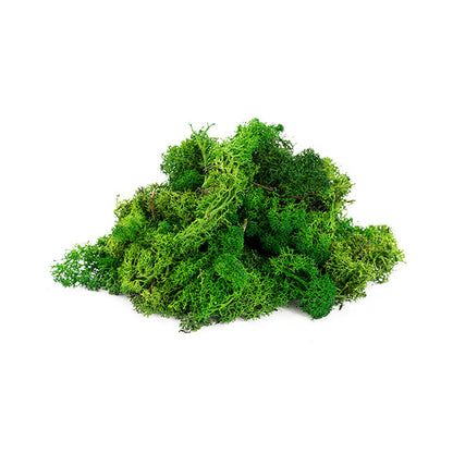Premium Preserved Reindeer Moss Bulk 5kg Box Nature Green