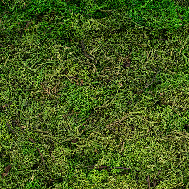 Premium Preserved Reindeer Moss Bulk 5kg Box Nature Green