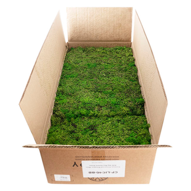 Premium Preserved Reindeer Moss Bulk 5kg Box Nature Green