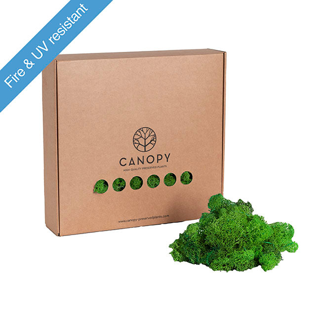 Premium Preserved Reindeer Moss Bulk 1kg Box Nature Green