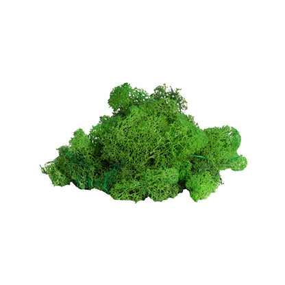 Premium Preserved Reindeer Moss Bulk 1kg Box Nature Green