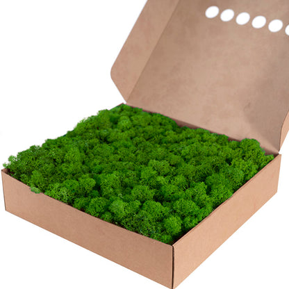 Premium Preserved Reindeer Moss Bulk 1kg Box Nature Green