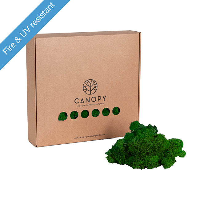 Premium Preserved Reindeer Moss Bulk 1kg Box Forest Green