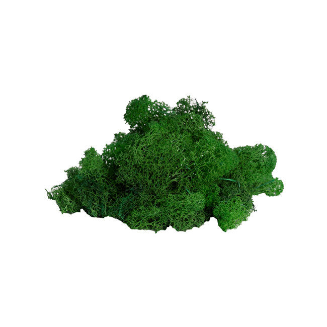 Premium Preserved Reindeer Moss Bulk 1kg Box Forest Green