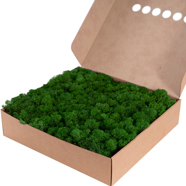 Premium Preserved Reindeer Moss Bulk 1kg Box Forest Green
