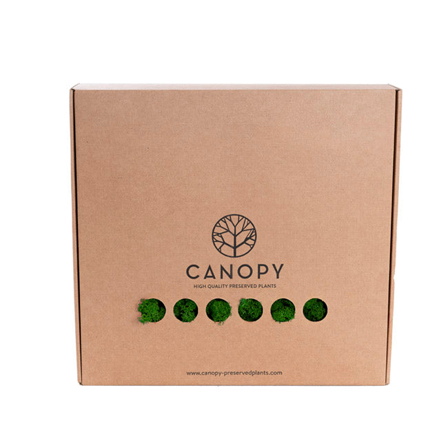 Premium Preserved Reindeer Moss Bulk 1kg Box Forest Green