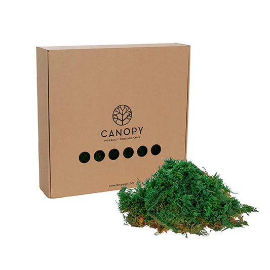 Premium Preserved Fern Moss 500g Box Green