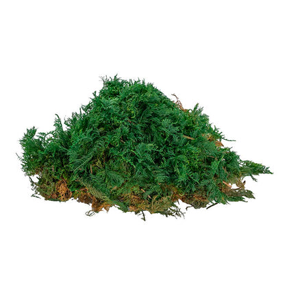 Premium Preserved Fern Moss 500g Box Green