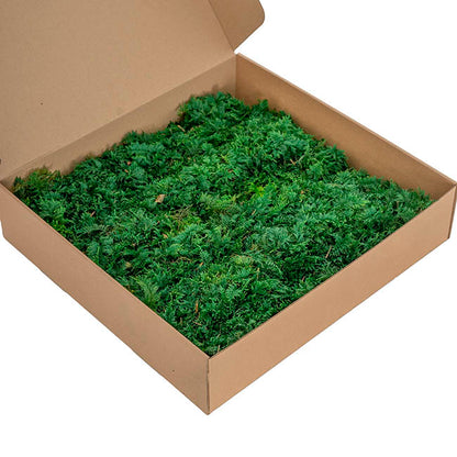 Premium Preserved Fern Moss 500g Box Green