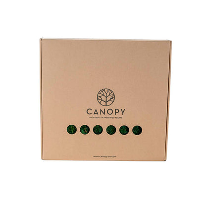 Premium Preserved Fern Moss 500g Box Green