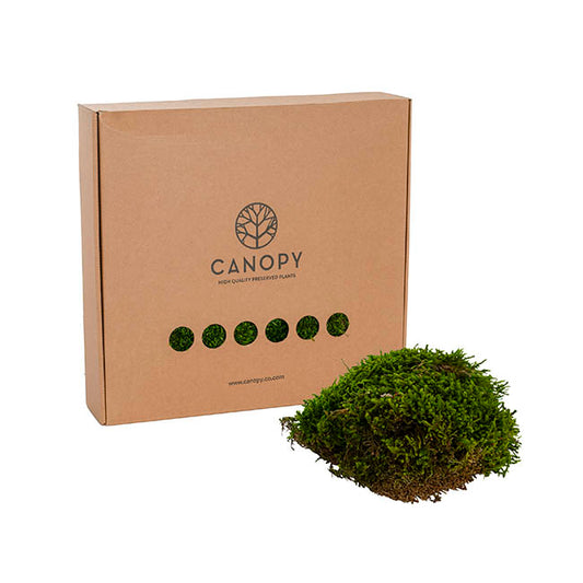 Premium Preserved Long Moss 500g Box Green