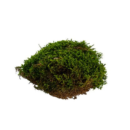 Premium Preserved Long Moss 500g Box Green