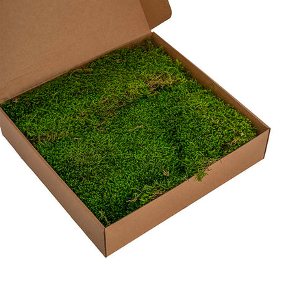 Premium Preserved Long Moss 500g Box Green