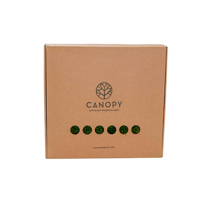 Premium Preserved Long Moss 500g Box Green
